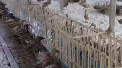 Harga Telur Bebek Anjlok, BISMA Minta Pemerintah Segera Ambil Langkah Nyata
