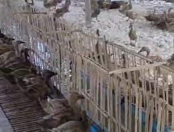 Harga Telur Bebek Anjlok, BISMA Minta Pemerintah Segera Ambil Langkah Nyata